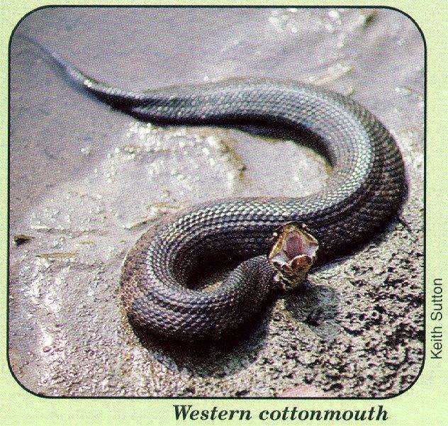 arwl293 cottenmouth-Western Cottonmouth Snake.jpg