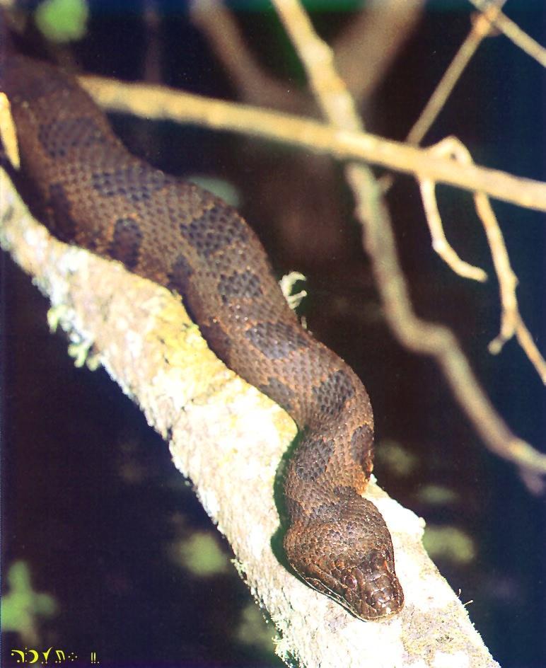 Cottonmouth-Water Moccasin-crawling on branch.jpg