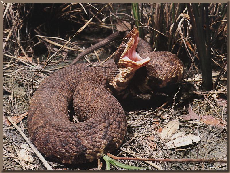 Cottonmouth Snake 01-Water Moccasin-wide mouth.jpg