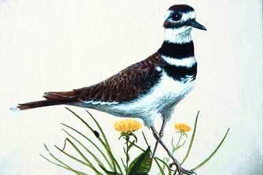 Bird Painting-Killdeer-sitting on flower.jpg