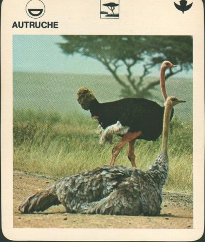 Autruche-Ostrich pair near bush.jpg