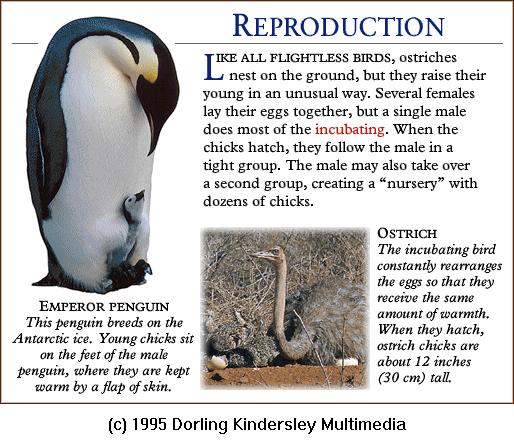 DKMMNature-Bird-Emperor Penguin-Ostrich-Reproduction.gif