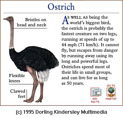DKMMNature-Bird-Ostrich.gif