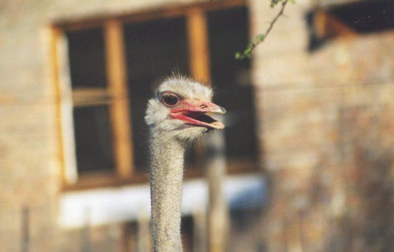 ostrich1-face closeup.jpg