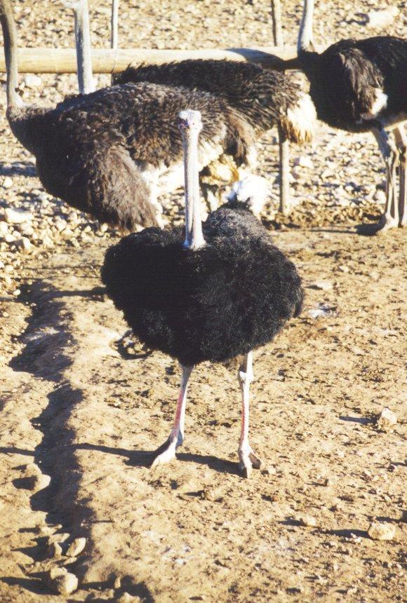 ostrich2-in farm.jpg