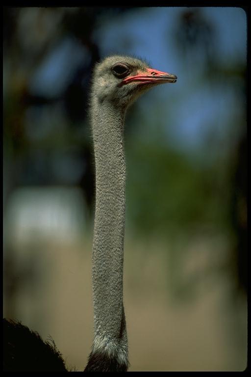 ostrich-long neck-closeup.jpg