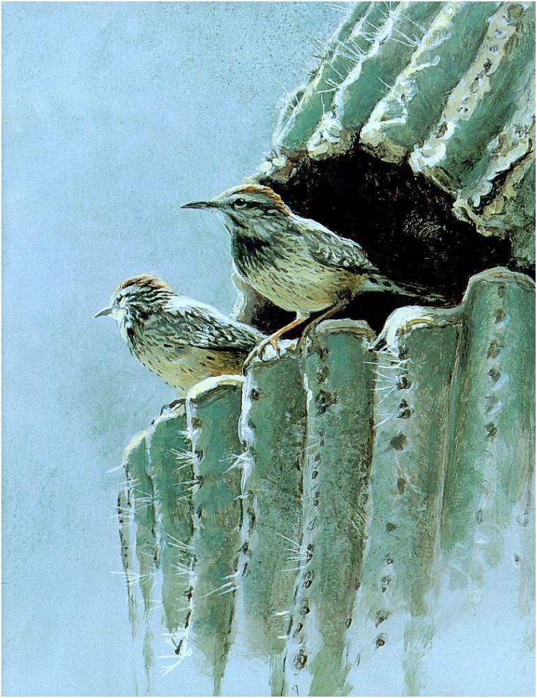 Bateman - Old Saguaroand Cactus Wrens 1994 zw.jpg
