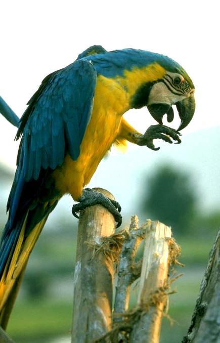 032 181-Blue And Gold Macaw-perching on log.jpg