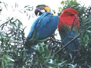 bird094-Blue And Gold Macaw-and-Green-winged Macaw-on tree.jpg