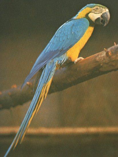 Blue And Gold Macaw.jpg