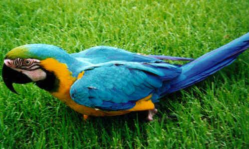 Blue And Gold Yellow Macaw-On grassfield.jpg