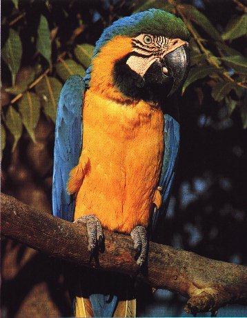 Blue and Yellow Macaw.jpg