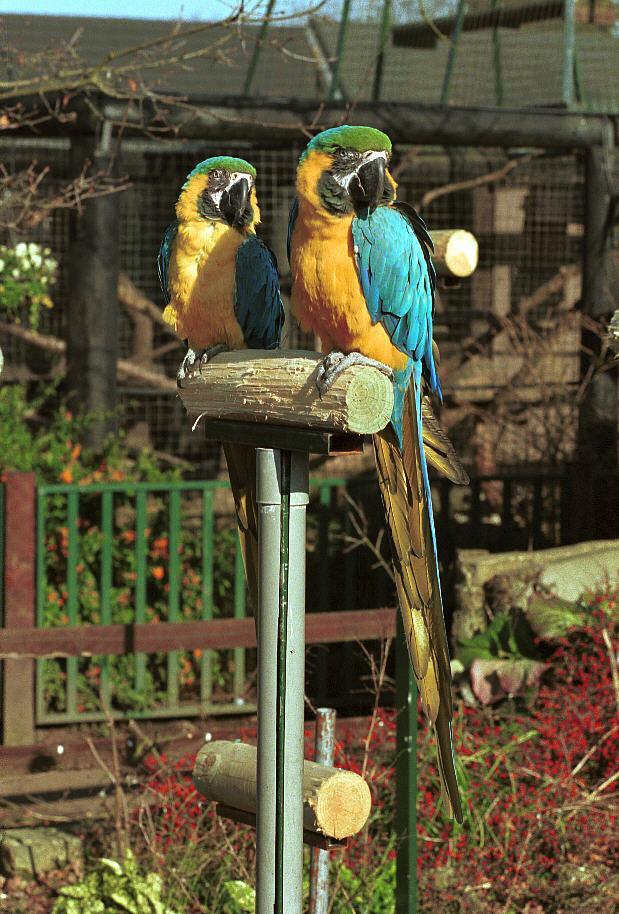 Macaws-Blue-and-gold Macaws-pair.jpg
