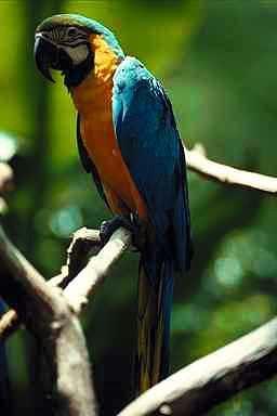 Papegoja5-Blue and Gold Macaw-perching on branch.jpg
