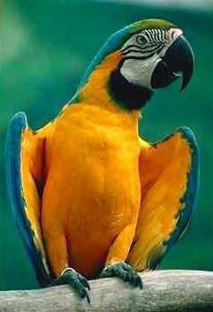 Papegoja6-Blue and Gold Macaw-perching on bar-closeup.jpg