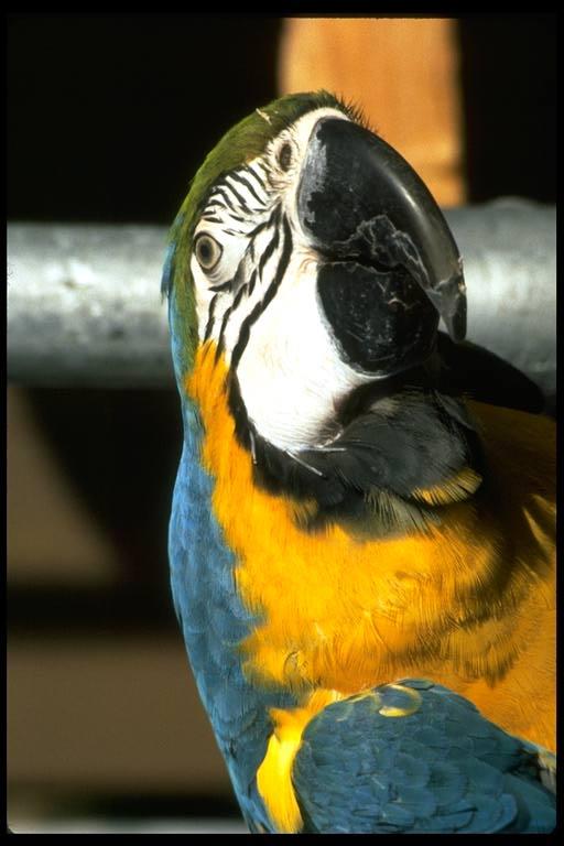 parrot03-Blue and gold macaw-face closeup.jpg