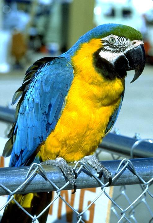 parrot04-Blue And Gold Macaw-perching on fence.jpg