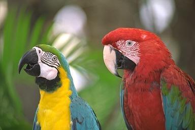 Parrots-Blue And Gold Macaw-and-Green-winged Macaw.jpg