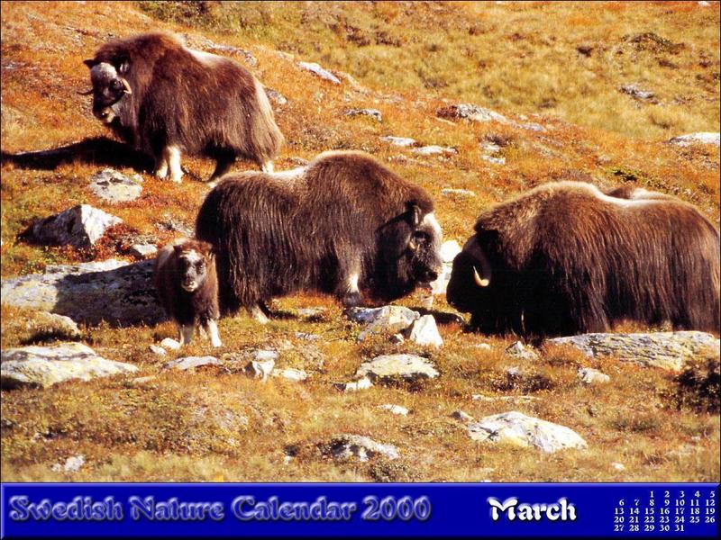 03-March Musk Oxes.jpg