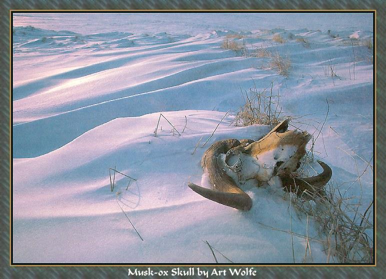 awwld008-MuskOx-Skull on The Snow.jpg