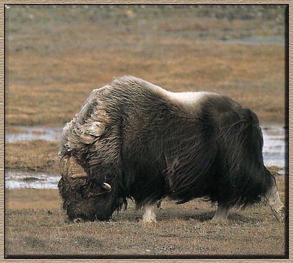 Muskox 01-Eating Grass by the swamp.jpg