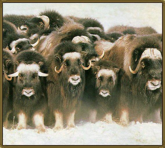 Muskox 02-Herd-Pack-In-Snow.jpg
