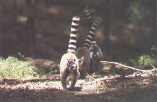 3 Ring-tailed Lemurs-gang.jpg