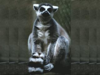 anim026-Ring-tailed Lemur-closeup.jpg