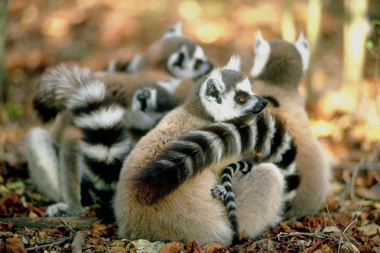 Cuddle Ring-tailed Lemurs.jpg