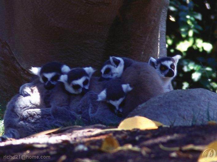 FLemurs1-Ring-tailed Lemurs-Group resting.jpg
