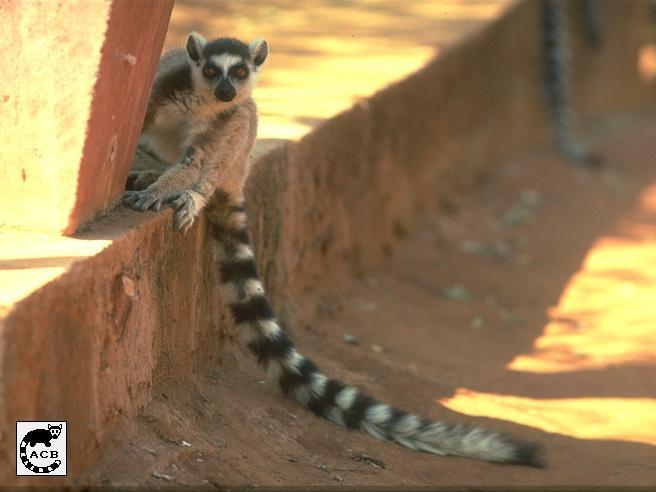 Ring-Tailed Lemur catta 01.jpg