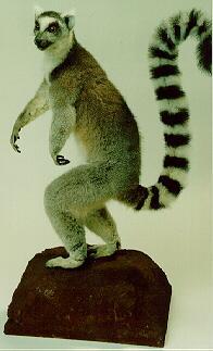 Ring-tailed Lemur-Rusk.jpg