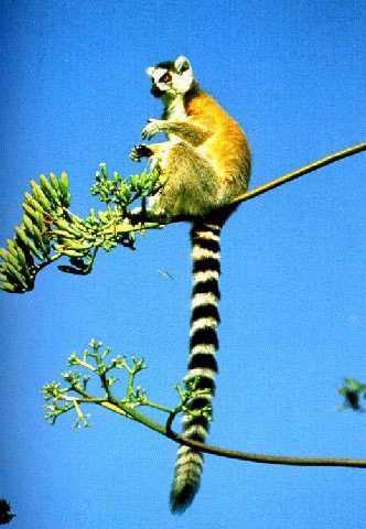 Ring-tailed Lemur-Sitting On Branch Tip.jpg