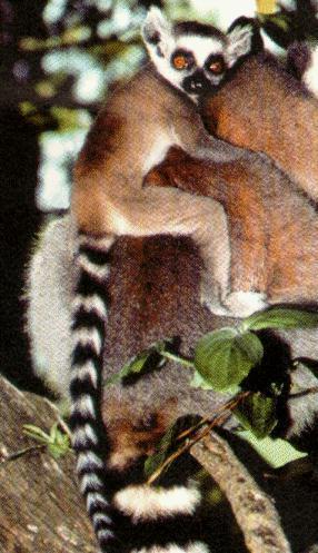 Ring-tailed Lemurs-Mom and baby-On Moms Back.jpg