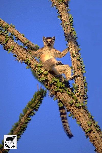 Ring-tailed Lemur-Spiny Forest-catta.jpg