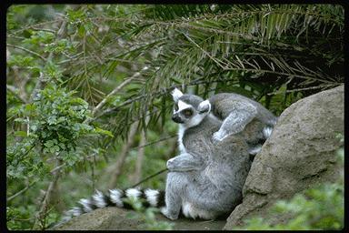 Rp39 072-Ring-tailed Lemurs-in forest.jpg