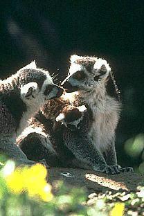 SDZ 0011-Ring-tailed Lemurs-Couple.jpg