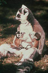 SDZ 0012-Ring-tailed Lemurs-Mom-Nursing 2 Babies.jpg