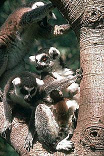 SDZ 0014-Ring-tailed Lemurs-Mom and Baby on Tree.jpg