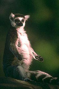SDZ 0016-Ring-tailed Lemur-Sitting.jpg