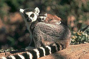 SDZ 0017-Ring-tailed Lemurs-Mom-Baby-On Back.jpg