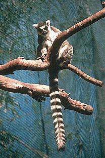 SDZ 0019-Ring-tailed Lemur-On Branch.jpg