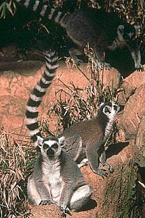 SDZ 0020-Ring-tailed Lemurs-On Land.jpg