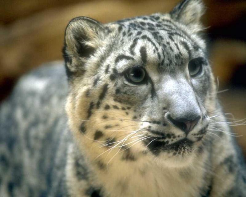 anmwi043-Snow Leopard-Face in curiosity-Closeup.jpg