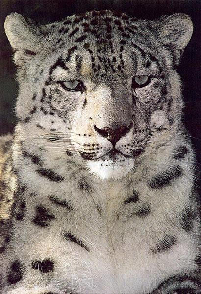 bigcat43-Snow Leopard-Closeup.jpg
