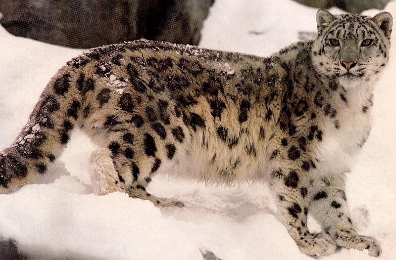 bigcat44-Snow Leopard.jpg