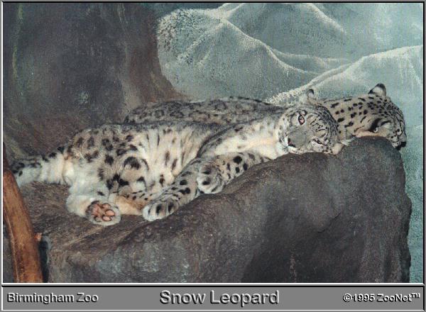 Birmingham Zoo-2 Snow Leopards Lie down on Rock.jpg