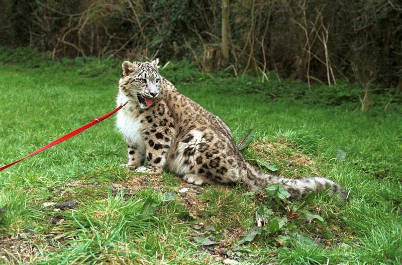 Cato01-Snow Leopard-captive.jpg