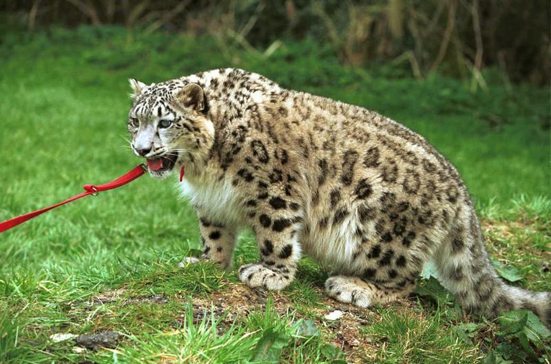 Cato02-Snow Leopard-captive.jpg