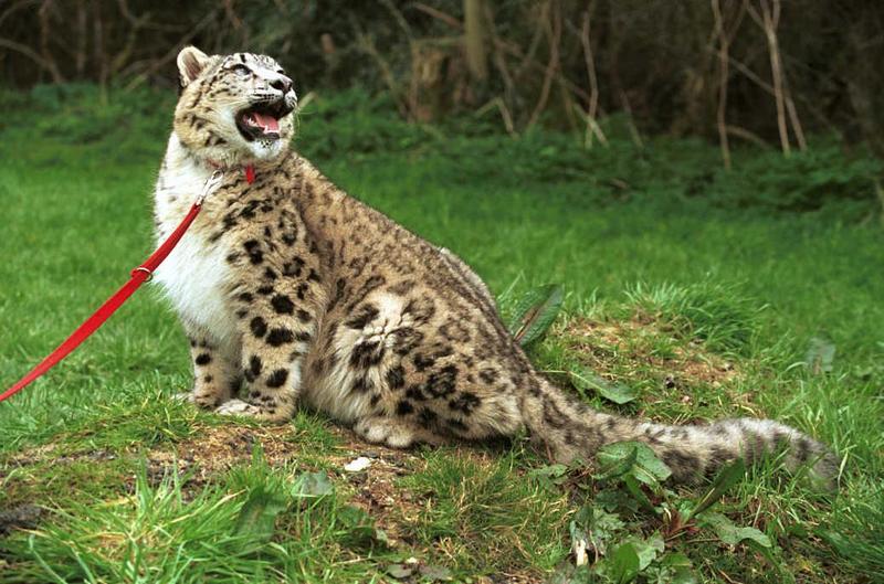 Cato03-Snow Leopard-captive.jpg